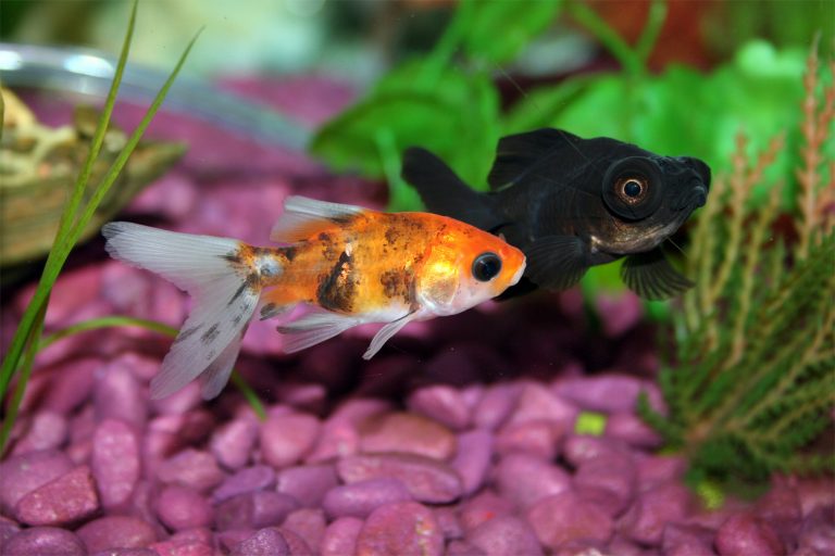 Orange and Black Goldfish