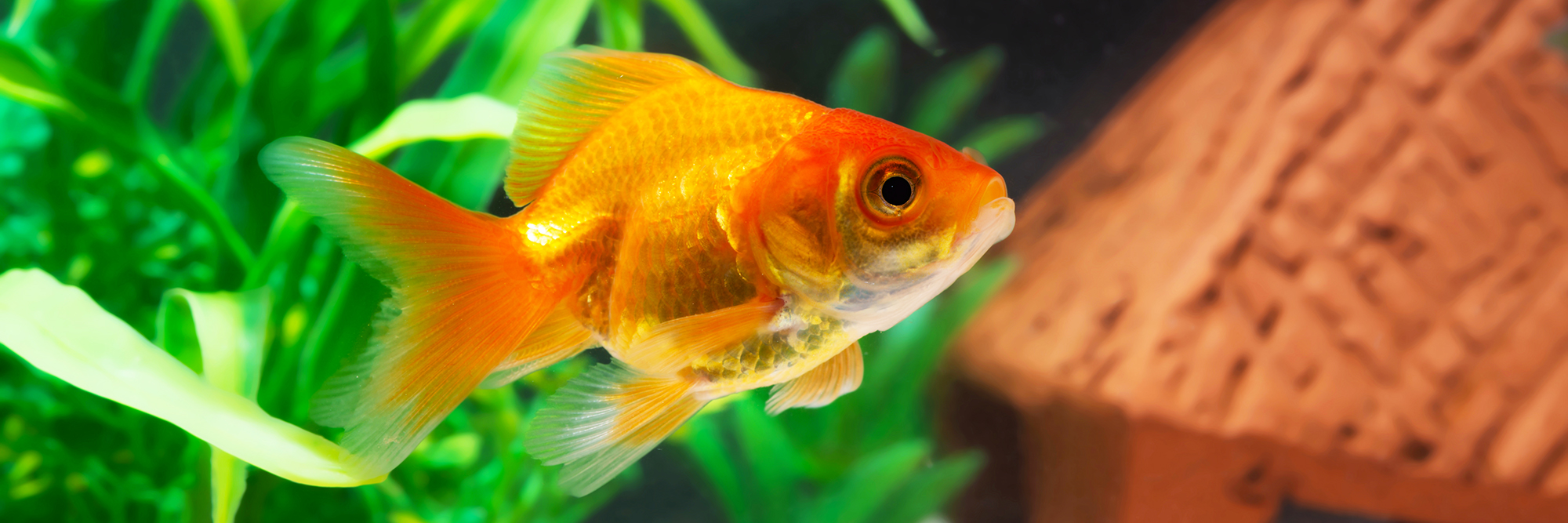 How Big Do Goldfish Get? Potential Size and Growth Rate (2022)